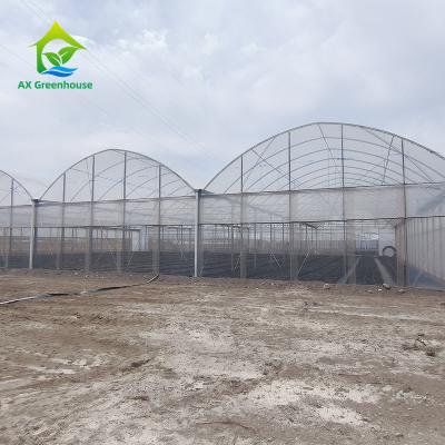 中国 Multiple Span Plastic Greenhouse With Whole Systems 販売のため