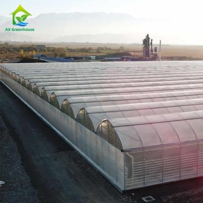China Multispan 4 Season Plastic Film Insect Net Greenhouse For Cucumbers for sale