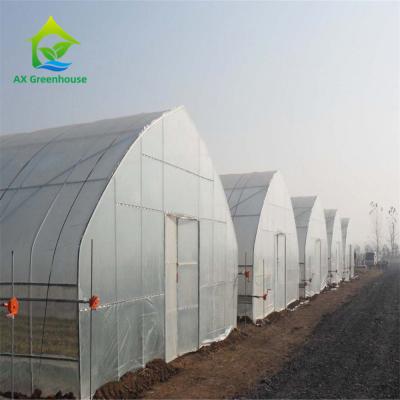 China OEM Aluminium Double Layer Poly Tunnel Greenhouse Onion Farming for sale