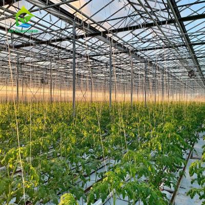 China Agricultural Greenhouses NFT Soilless Hydroponic System For Tropical Desert for sale
