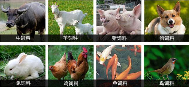 animal feed processing machinery cattle feed making machine granulator for feed 50-100kg