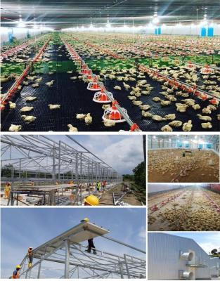 China CE Casa de criação de gado Estrutura de aço Casa de frango e equipamento para frango à venda