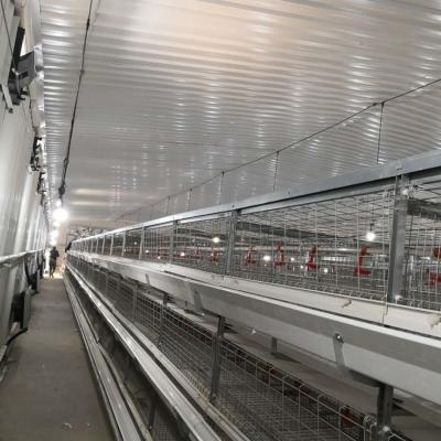 China Large Span Broiler Chicken Cage System 230M*56M for Country Of Origin for sale