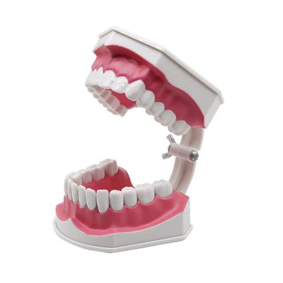 China Plastic Dental Teaching Model For Oral Tooth Brushing Exercise OEM ODM for sale