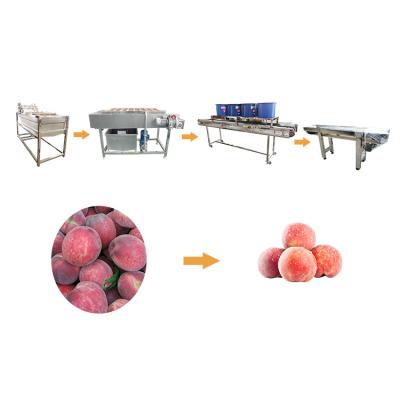 China Industrial Fruit Washer 400-600kg/h Mango Washing Machine Peach Pulms Cleaning Production Line for sale