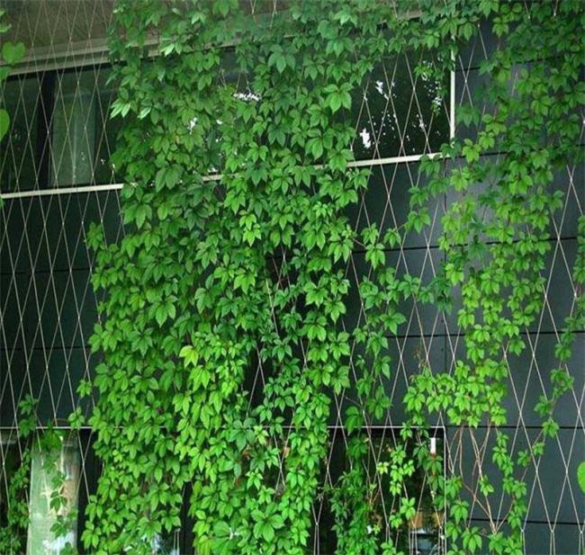 Wire rope mesh application example