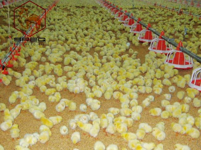 Labor-saving feeding operation