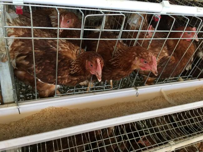 Poultry feeding system close-up