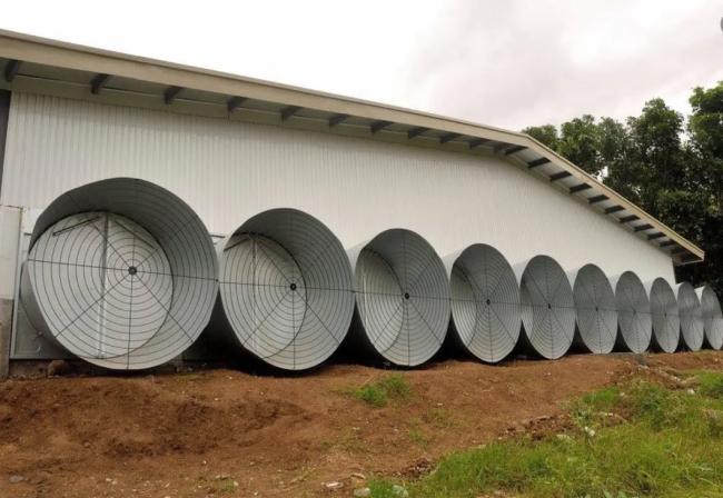 Large-scale poultry farming ventilation setup