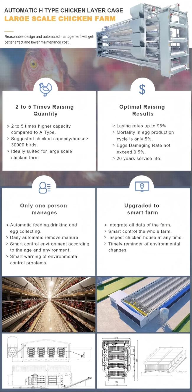 H-Type Broiler Cage System overview