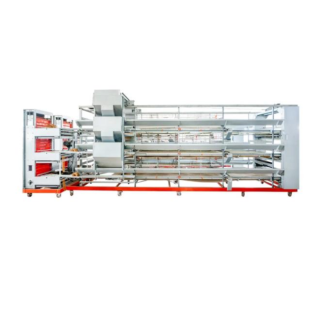 H-Type layer cage egg collection