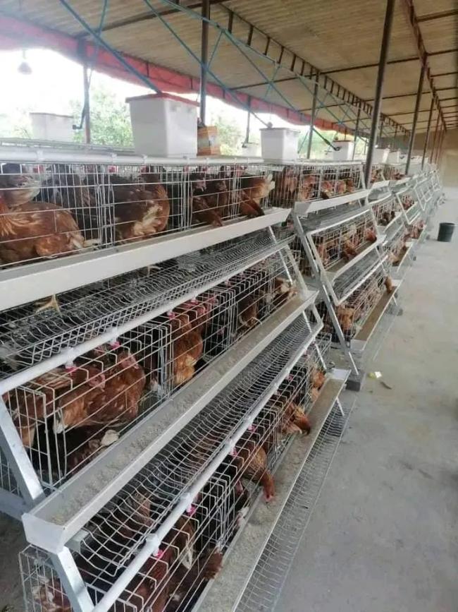 A-Type layer cage setup