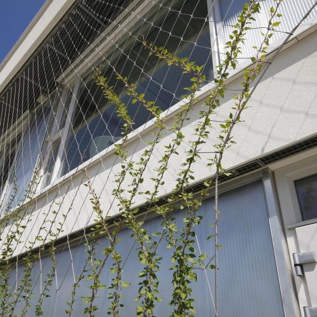 Stainless Steel Wire Rope Mesh Cable Mesh Green Plant Climbing Trellis Wall Mesh Of Garden/Plant Climbing Net