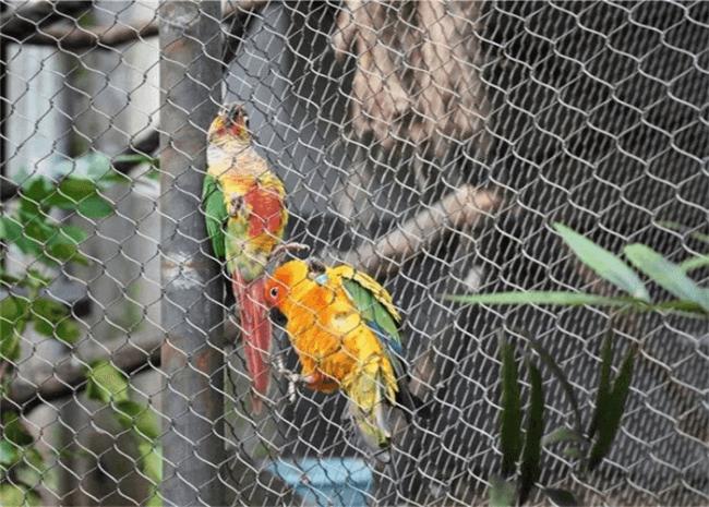 Stainless Steel Rope Bird Netting Fence Zoo Aviary Parrot Mesh Plain Diamond Style Surface Stainless Steel Aviary Mesh