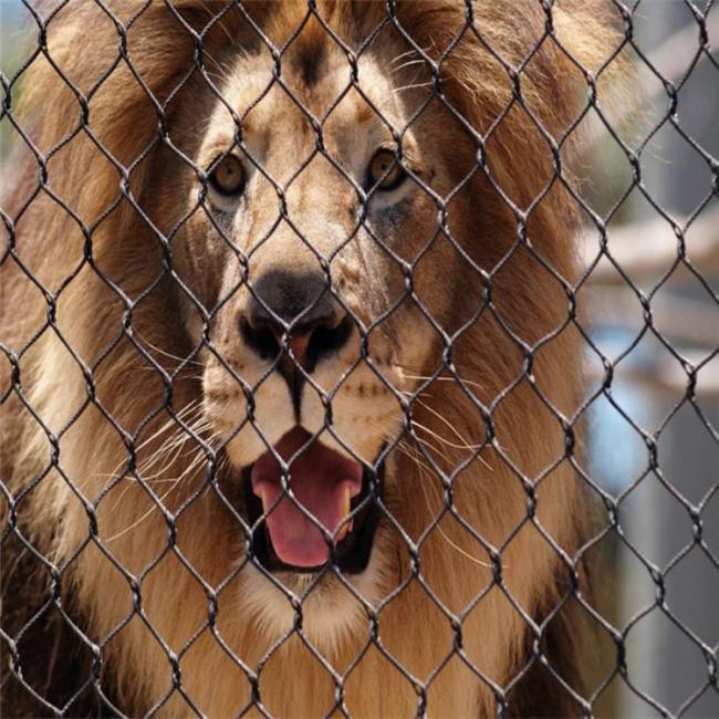 Hot sale Stainless Steel Wire Rope 304 316 zoo Mesh /x-tend flexible wire cable mesh /lion Enclosure Mesh