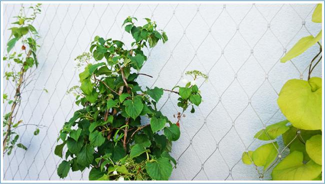 Green Plant Climbing Trellis Wall Mesh Of Garden/Plant Climbing Net