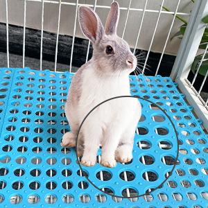 rabbit flooring rabbit mat bunny supplies bunny cage flooring rabbit feet pad
