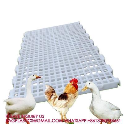 China Poultry Farm High Quality Adult And Baby Chicks Poultry Slats baby chicks poultry slats for sale
