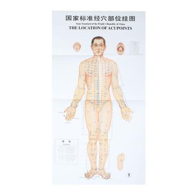 China 1.2*1.6m Acupuncture Culture 3pcs Per Set For Teaching Acupuncture Points for sale