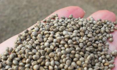 China 2 - 3mm Size Natural Agricultural Products Gray Perilla Seeds For Oil for sale