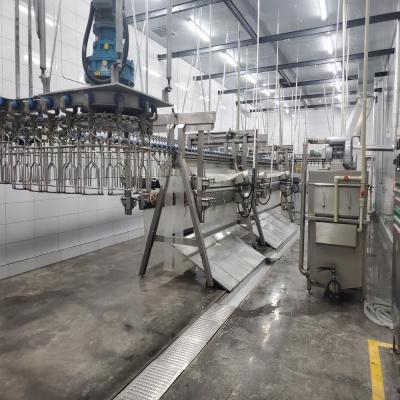 China Stainless Steel Slaughter Processing Line 500bph 10000bph Chicken Abattoir Equipment for sale