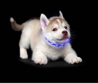 China Adjustable Reflective Bling Fancy Light Up Waterproof Luxury Designer PVC Custom Led Pet Silicone LED Dog Cat Collar for sale