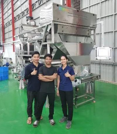 Intelligent Automatic Cashew Shell-Kernel Separation Sorter with Single-Deck Belt