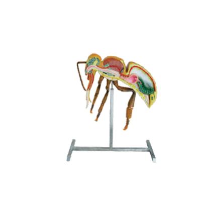 Китай Apiculture оборудует модель анатомии пчелы высоты оборудования 60cm 110cm пчеловодства продается