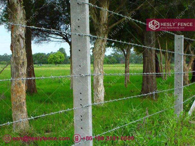 galvanised barbed wire