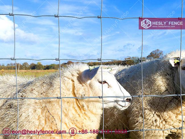 Hinge Joint Wire Fencing
