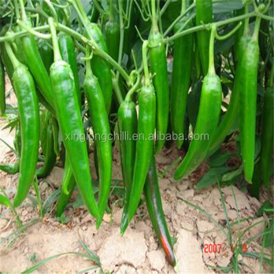 China Erjingtiao sem caule Chilli picante seco 13-16cm 8000shu Informações nutricionais Proteína-9 2g à venda