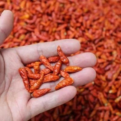 China 4-14 Cm de comprimento, frutos secos de pimenta vermelha com textura crocante para compra a granel à venda
