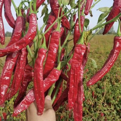 China Air Or Sun Dried Dehydrating Chillies Natural Red Colour for sale