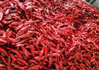 China Chaotian secou pimentões secos inteiros pungentes amarelados vermelhos das pimentas 1% à venda