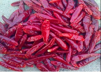 China Tientsin Dried Birds Eye Chilli Anhydrous Whole Red Peppers XingLong for sale