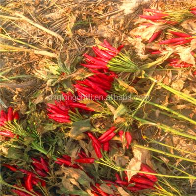 China Organic De Arbol Chile Tianjin secó las pimientas picantes 50000 SHU Super Hot en venta