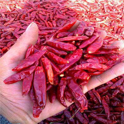 China Organic De Arbol Chile Tianjin secó las pimientas picantes 50000 SHU Super Hot en venta