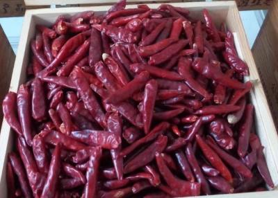 China Organic De Arbol Chile Tianjin secó las pimientas picantes 50000 SHU Super Hot en venta
