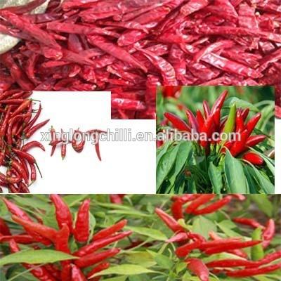 China Chiles secados buen gusto SHU 5000 de Chili De Arbol Mild Dried Red en venta