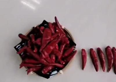 China High Pungency Raw Tianjin Red Chilies Chinese Dried Red Chili Peppers for sale