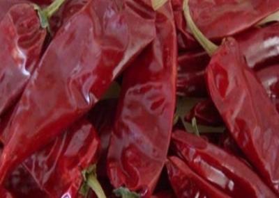 China 8000SHU Cherry Red Guajillo Chilis AD Drying Chile Guajillo Pods Stick Shape for sale