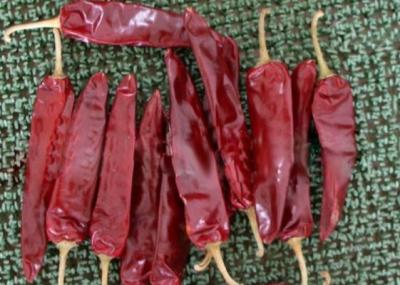 China Mexican Food Dried Guajillo Chili 5000SHU Dried Red Peppers Paprika for sale