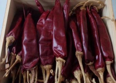 China New Crop Premium Dried Guajillo Chili for sale