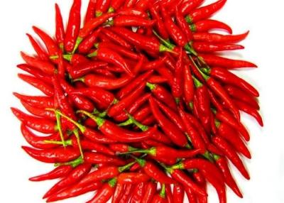 China GMP Dried Birds Eye Chilli Peppers Chinese With Seeds 15000SHU for sale