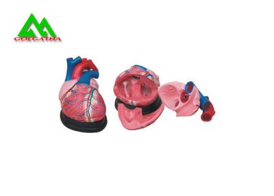 China Plastic Human Anatomical Heart Model Life Size For Medical Students for sale