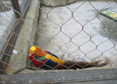 China Rede de fio áspera do aviário do cabo flexível, rede de arame de aço inoxidável para gaiolas de pássaro à venda