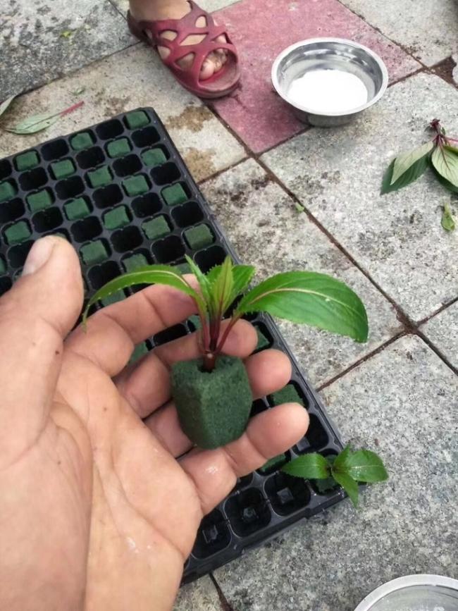 Wholesale 32 holes Plastic Seeding Tray Flower and Tree Seedings Growing Plastic Containers Cell Tray 4