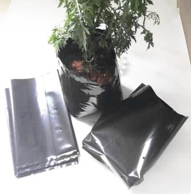 China Polyethylene black grow bags plastic seeding nursery bags en venta