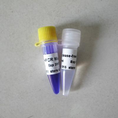 China 250U PCR Master Mix Optimus Hotstart Taq DNA Polymerase PCR Reagent High Specificity P1041 for sale