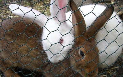 China Rabbit-Proof Fencing,Galvanized Rabbit Guard Netting,Hare Fencing,Garden Shield Fence for sale